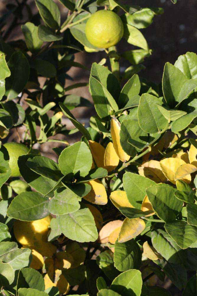            Sun leaves (Thornless Mexican lime, Riverside, CA)   